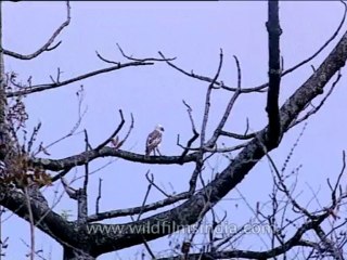 Assam-kaziranga-mdv-1004-5