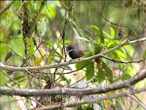 Assam-kaziranga-mdv-1004-7