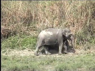 Assam-kaziranga-mdv-883-1-13