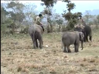 Assam-kaziranga-mdv-883-1-14