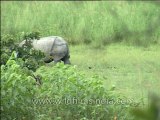 Assam-kaziranga-rhino-mdv-868-1