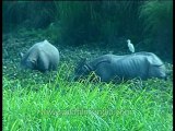 Assam-Kaziranga-Rhino
