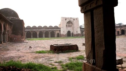 Begampur mosque-delhi-5