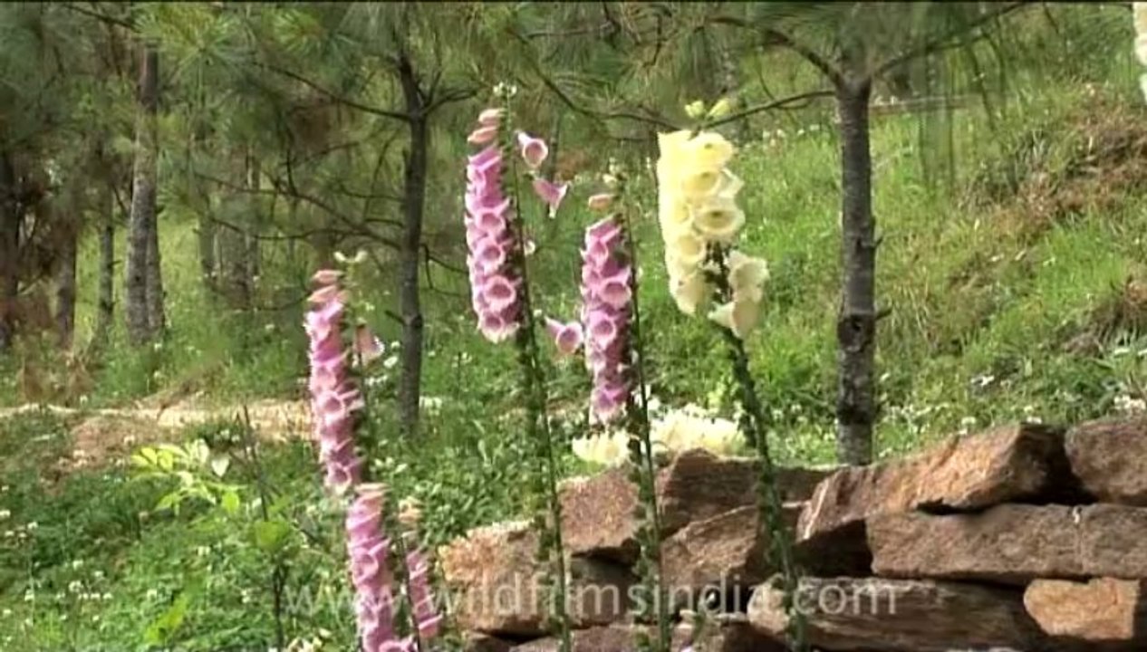 Bhutan-Bumthang-8