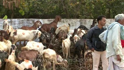 Bihar-Sonepur Fair-hdv-270-8