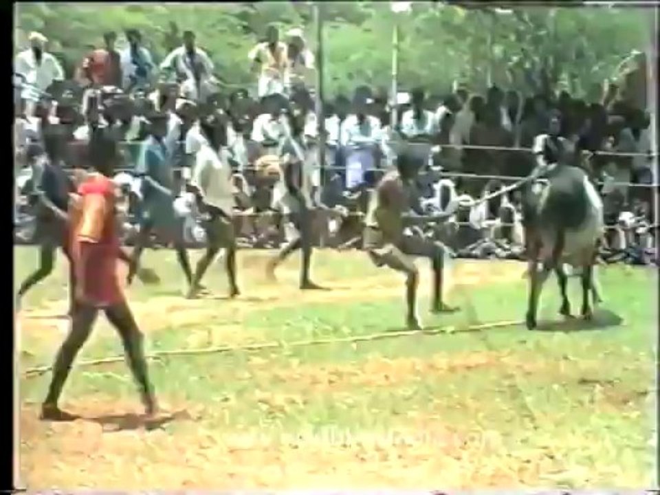 Bull fighting-kerala-2