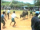 Bull fighting-pongal-4