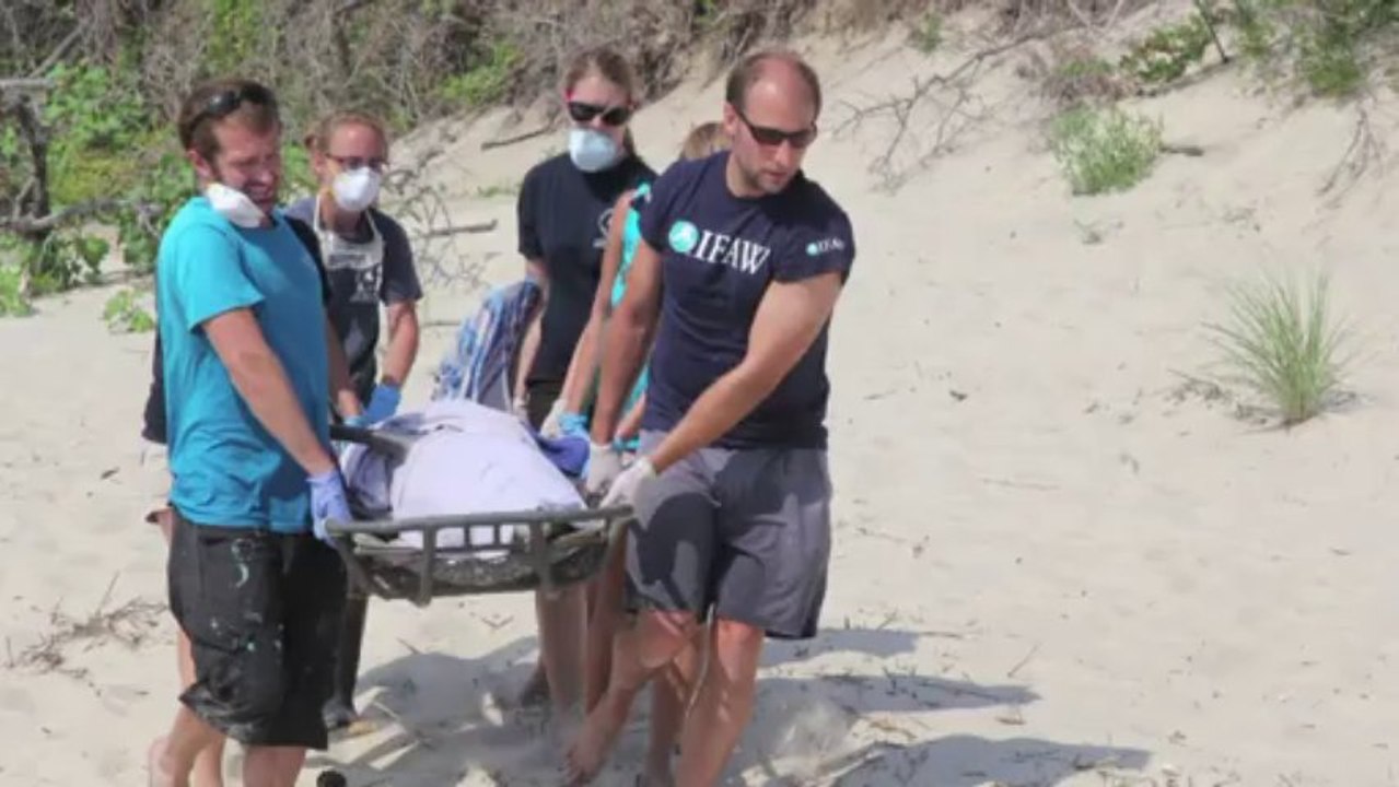 Delfin-massensterben an der us-ostküste