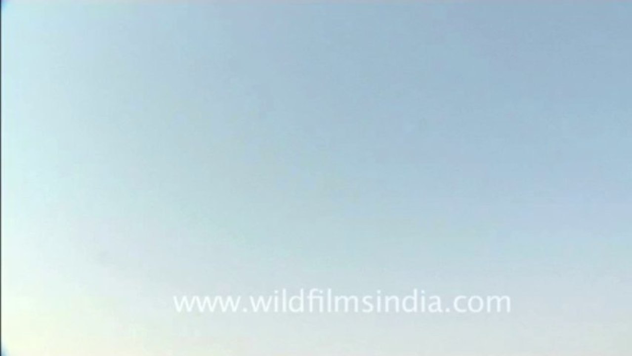 delhi-airforceday-4-3-DVD-108