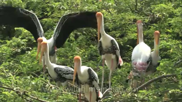 Delhi-Zoo-Painted Stork-HDC-5-12