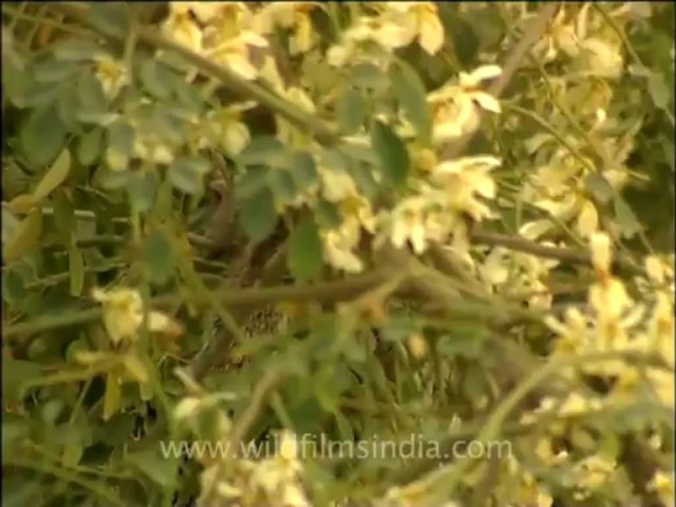 flora trees-16-squirrel on tree