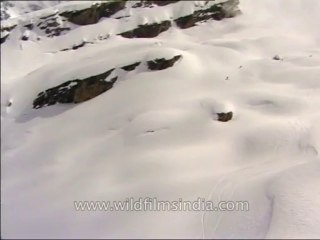 Heli-skiing-Beta SP-3-12