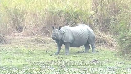 Kaziranga-mdv-583-11