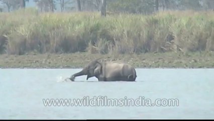 Kaziranga-mdv-583-6