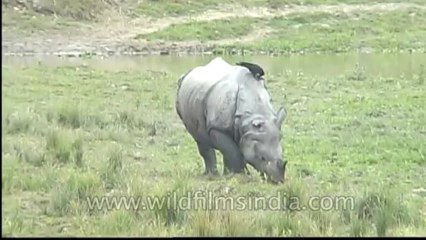 Kaziranga-mdv-583-9