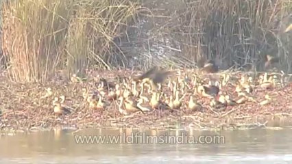 Kaziranga-mdv-592-1-5