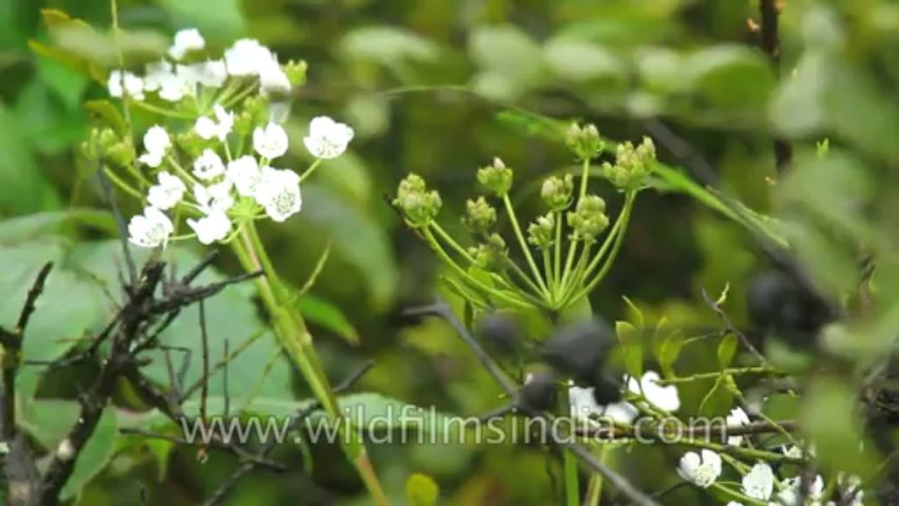 Mahabaleshwar-wilson point-2
