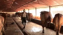 Nagpur-cows-hdv-5-9