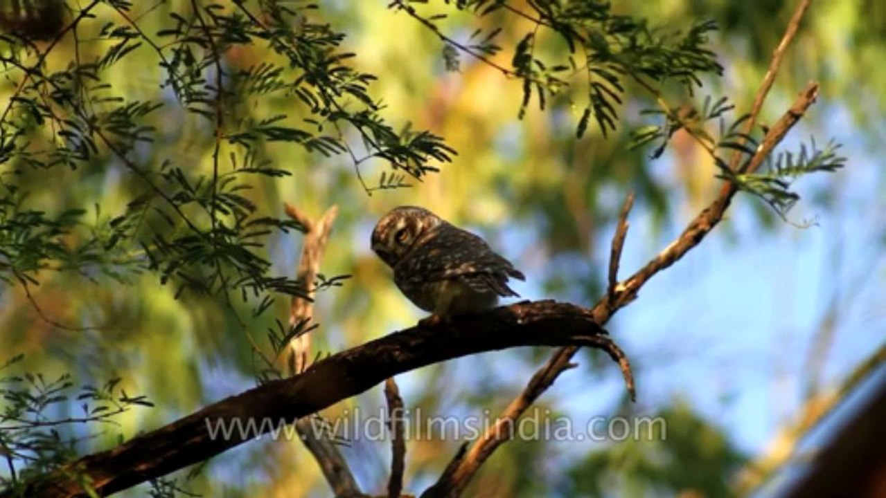 Owl