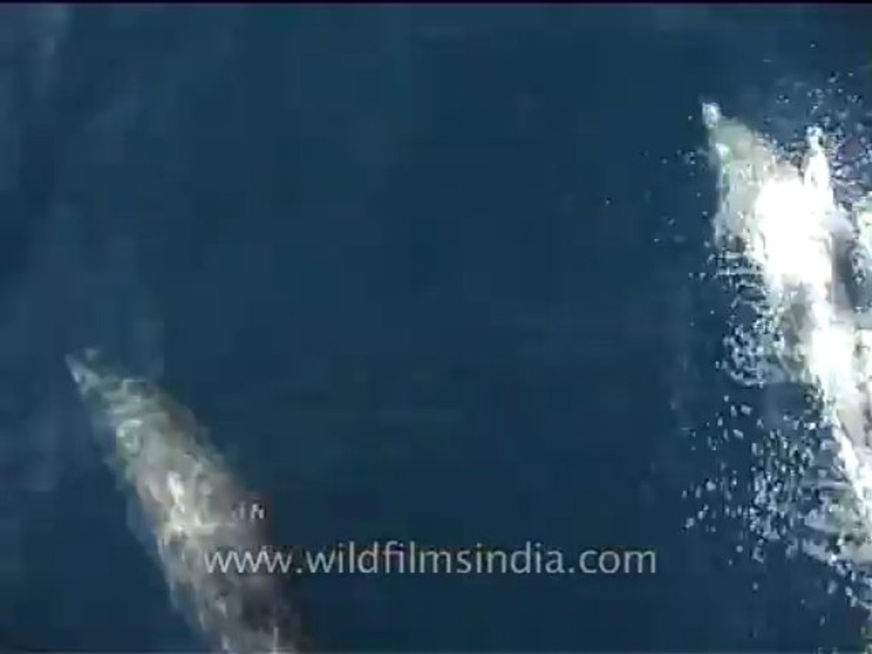 Sea-Dolphin-2