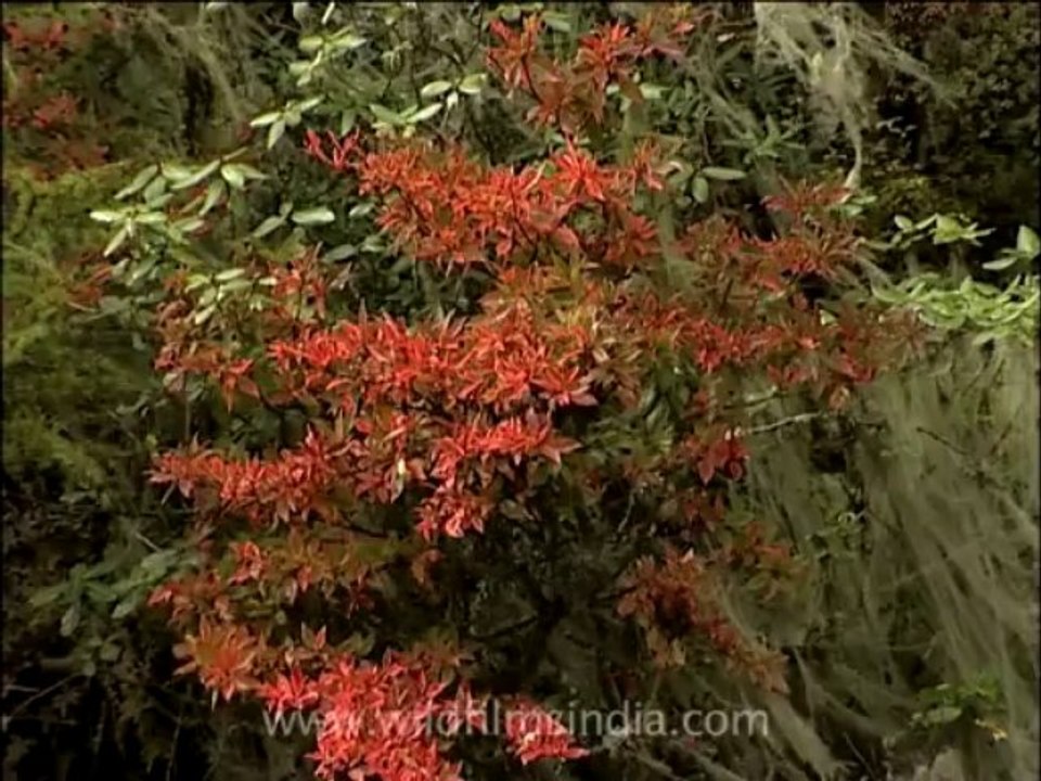 Sikkim-Himalaya-2