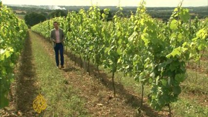 UK vineyard numbers on the rise