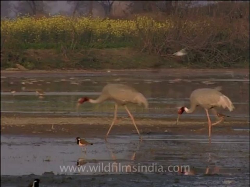 wildlife birds-13