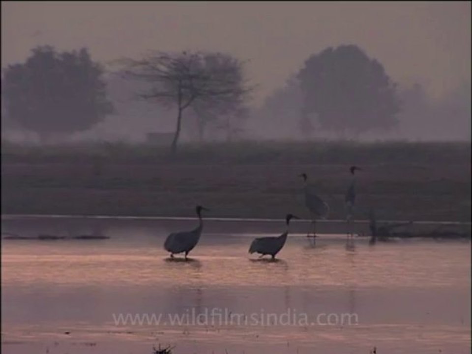 wildlife birds-16