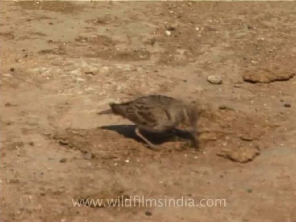 wildlife birds-30