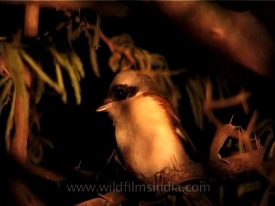 wildlife birds-31