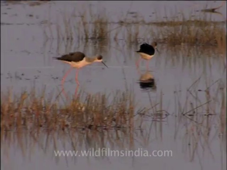 wildlife birds-5
