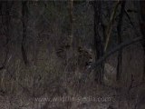 wildlife lions-3