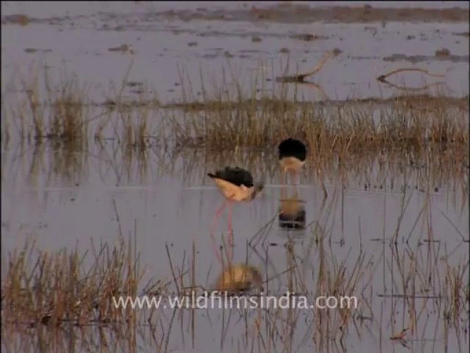 Wildlife-birds-10-4