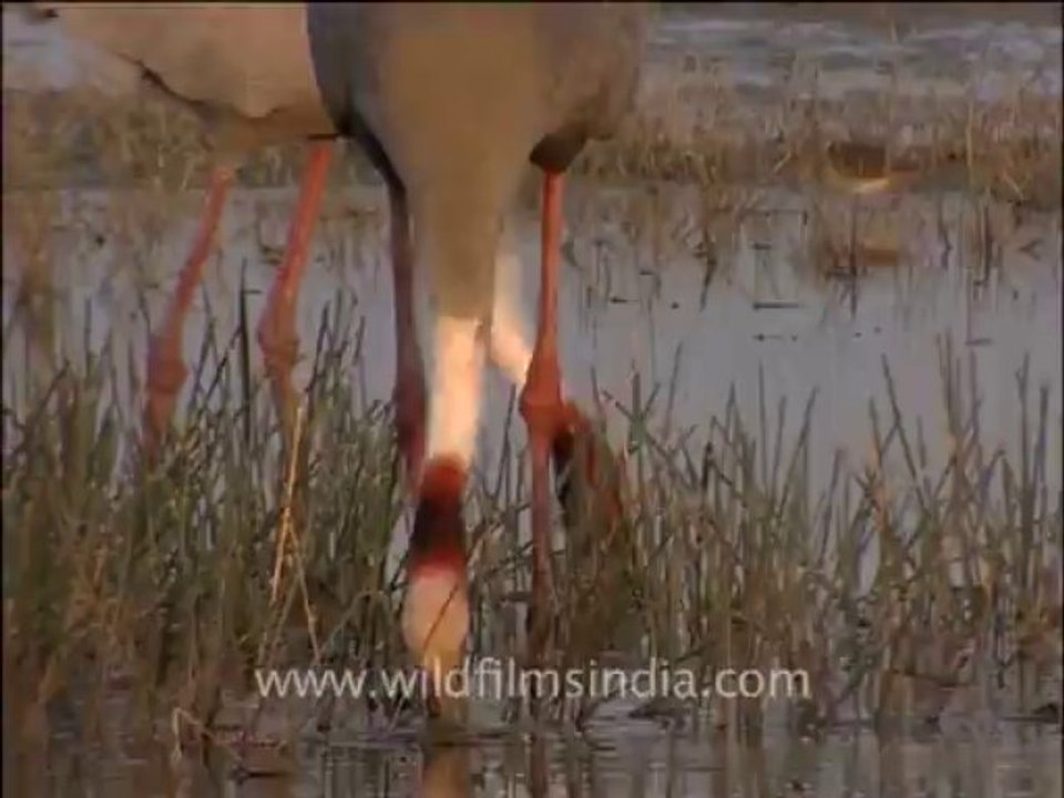 Wildlife-birds-9-1