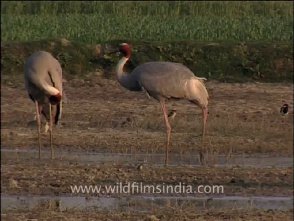 Wildlife-birds-9-4