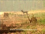 wildlife-deer-1