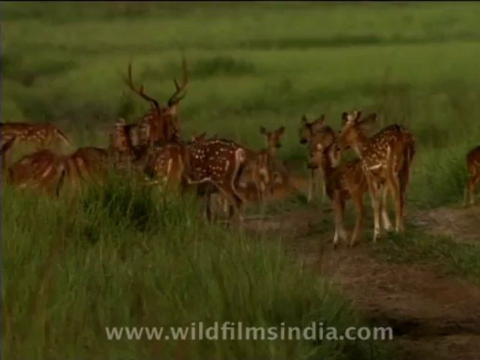 wildlife-deer-2