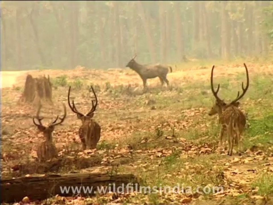 wildlife-deer-3