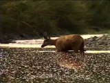 wildlife-deer-4