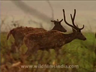 wildlife-deer-5