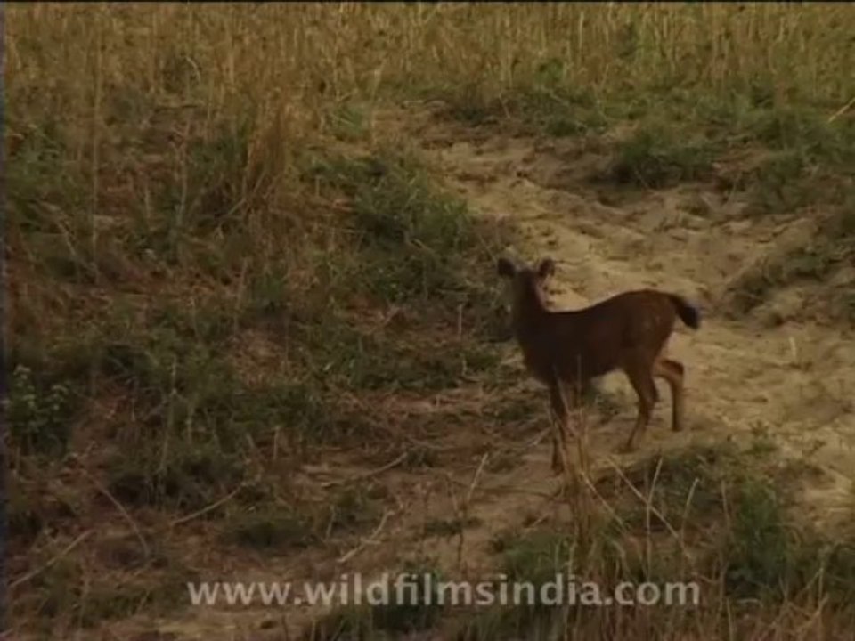 wildlife-deer-6