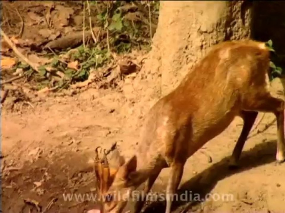 wildlife-deer-9