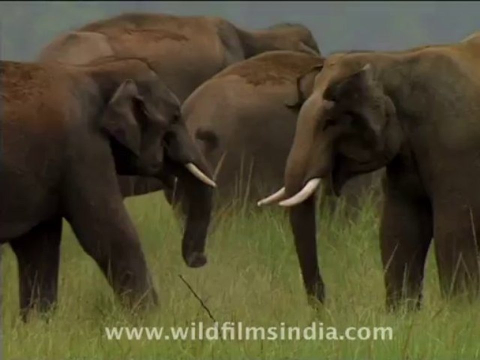 wildlife-elephants-2