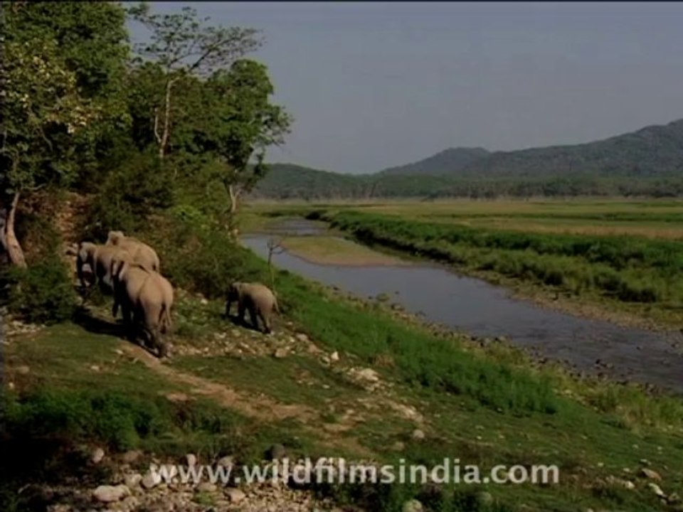 wildlife-elephants-6