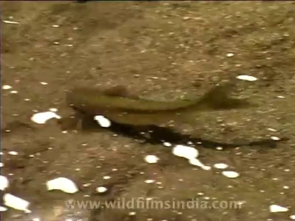 wildlife-misc-1-2