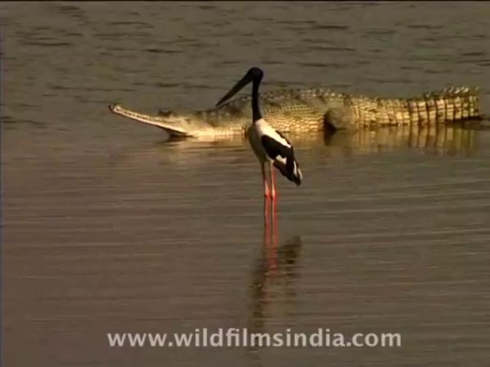 wildlife-misc-1