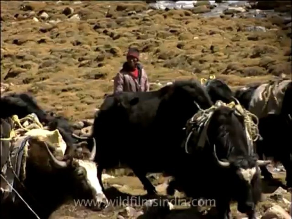 Yak