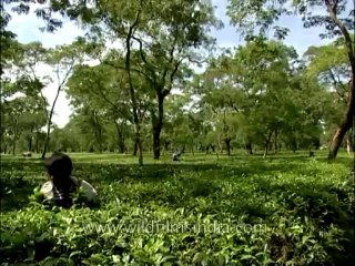 Bagdogra-tea garden-1