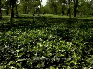 Bagdogra-tea garden-4