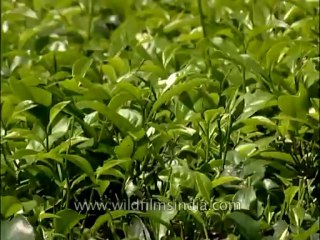 Bagdogra-tea garden-8